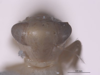 Aplanusiella utahensis image