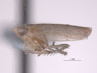 Aplanusiella utahensis image