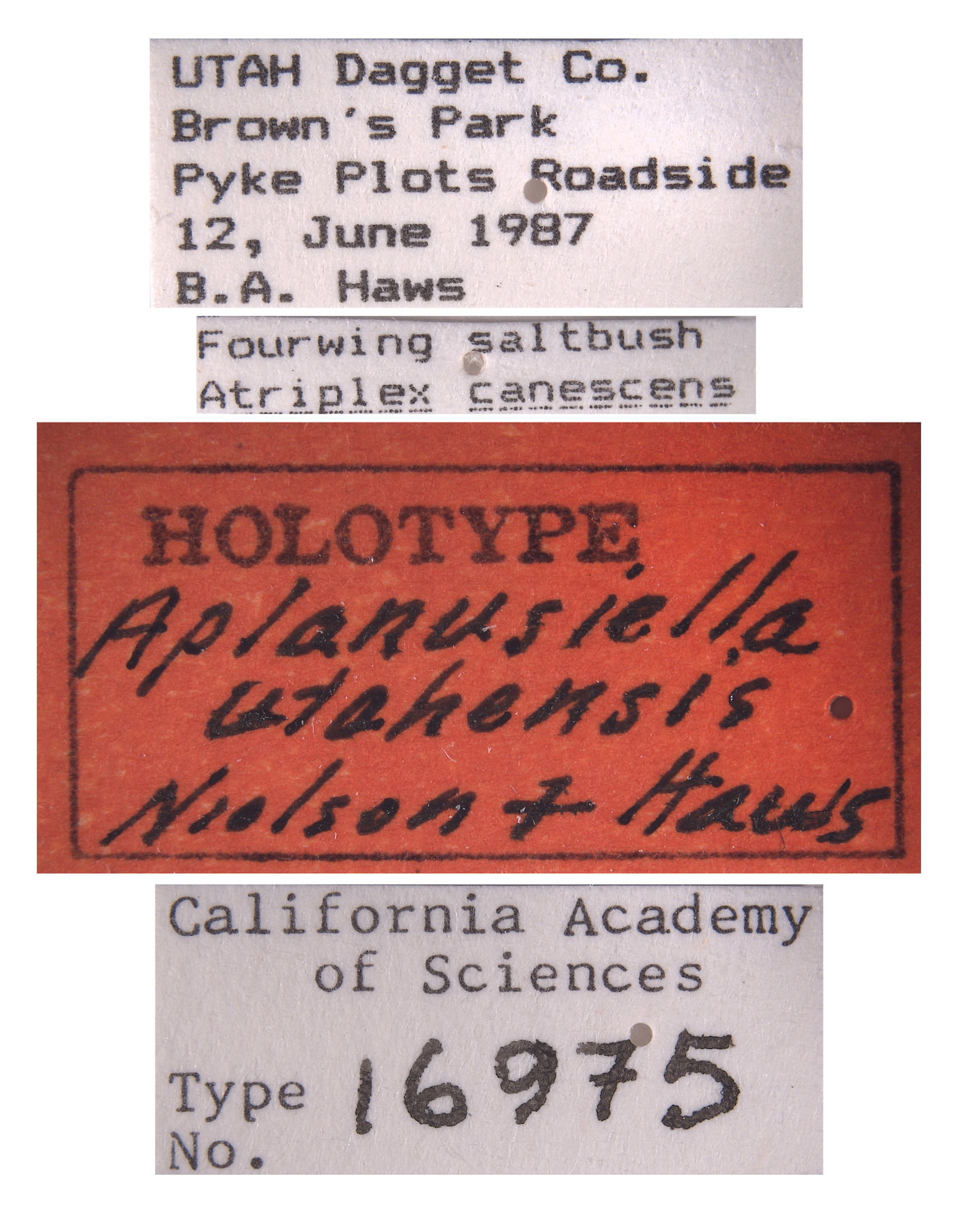 Aplanusiella utahensis image