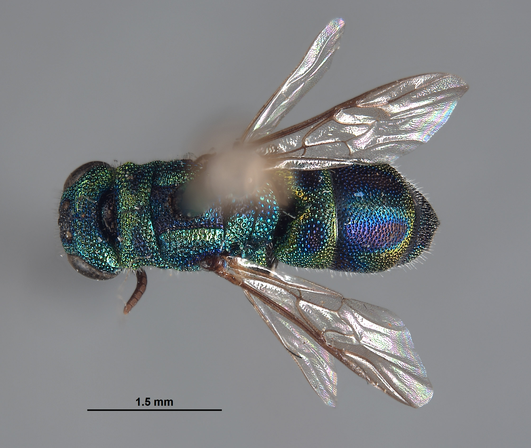 Trichrysis image