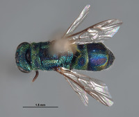 Trichrysis hexapholis image