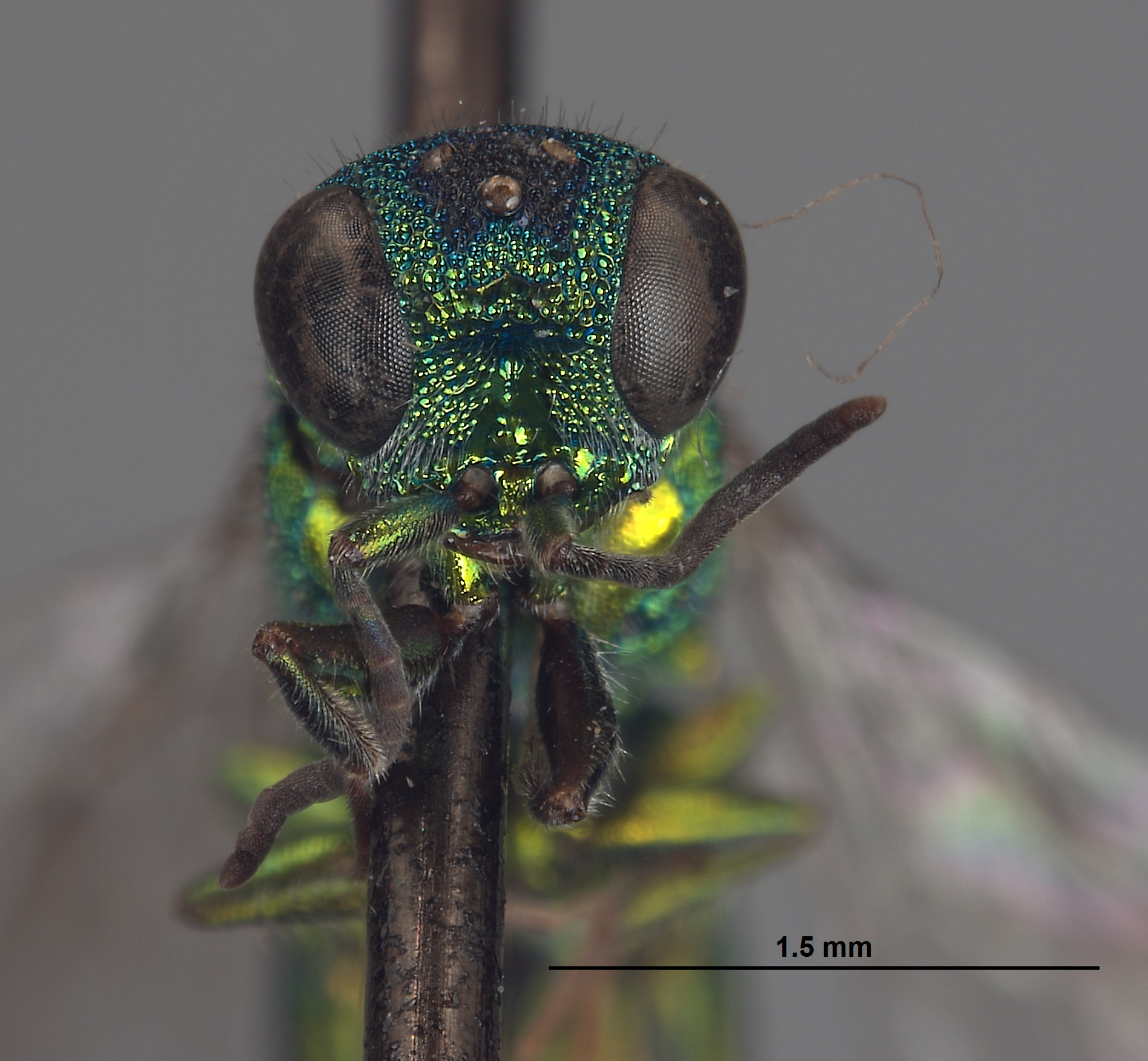 Trichrysis hexapholis image