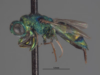 Trichrysis hexapholis image