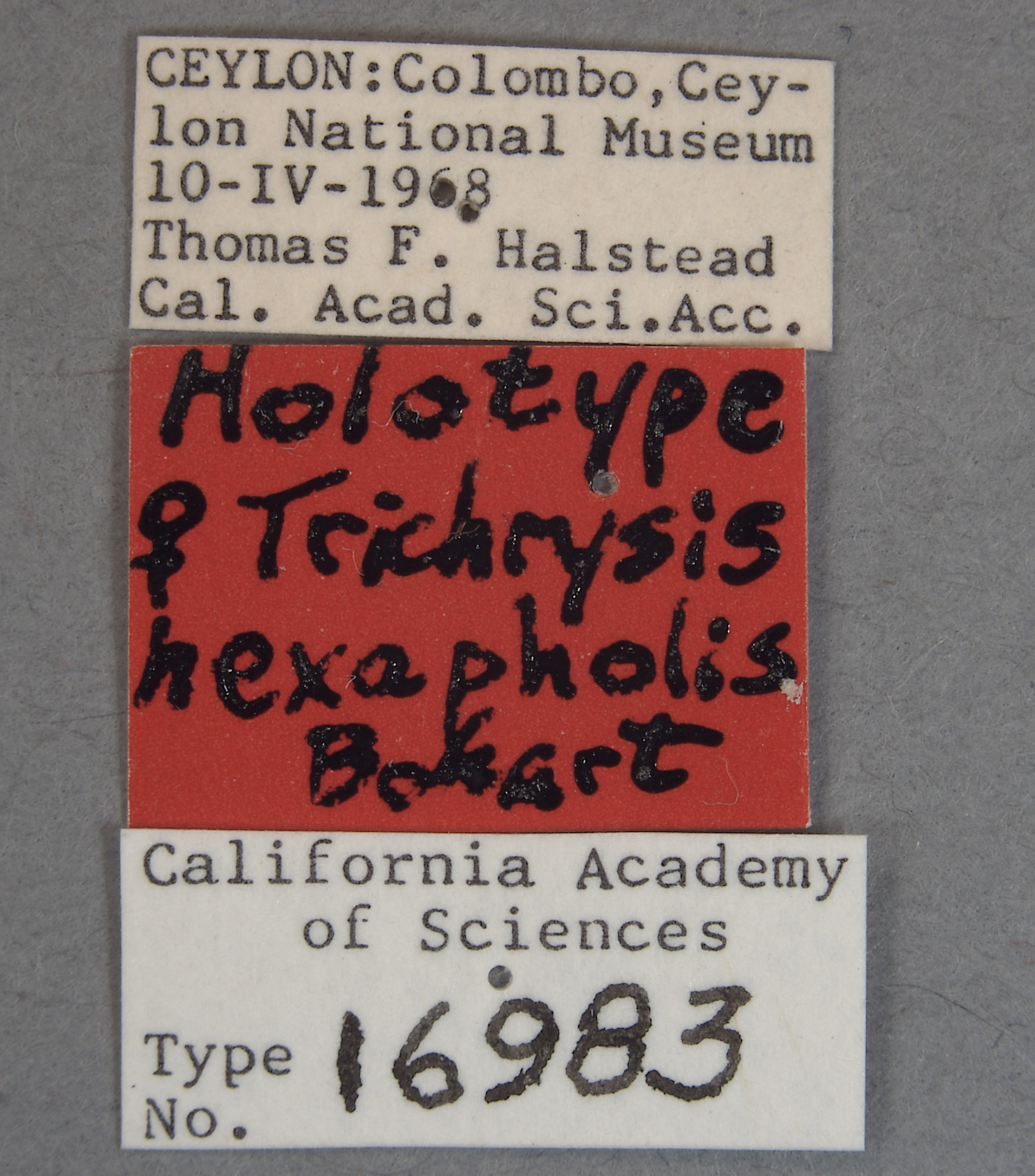 Trichrysis hexapholis image