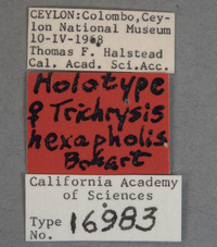 Trichrysis hexapholis image