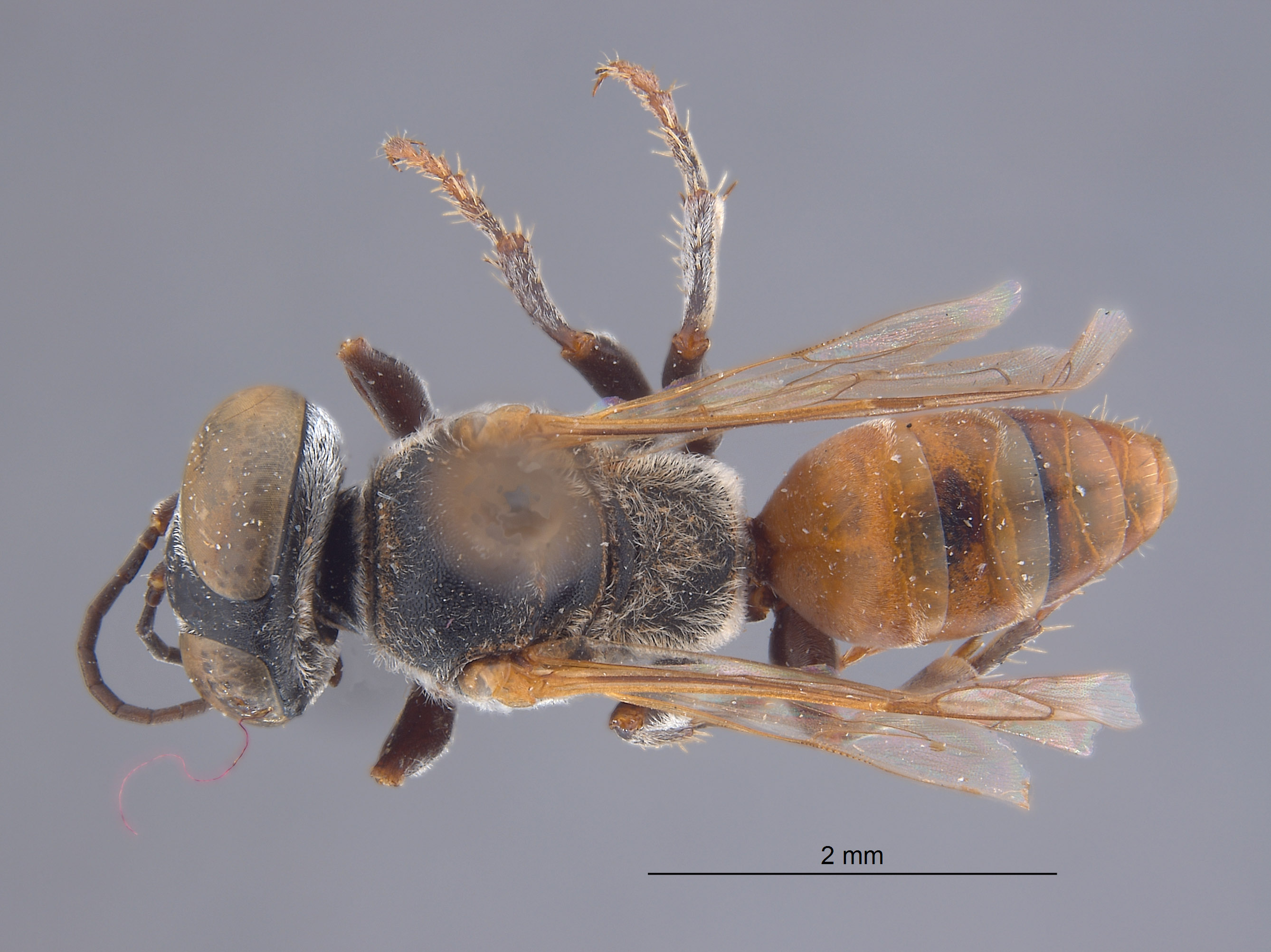 Tachysphex rugicauda image