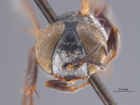 Tachysphex rugicauda image