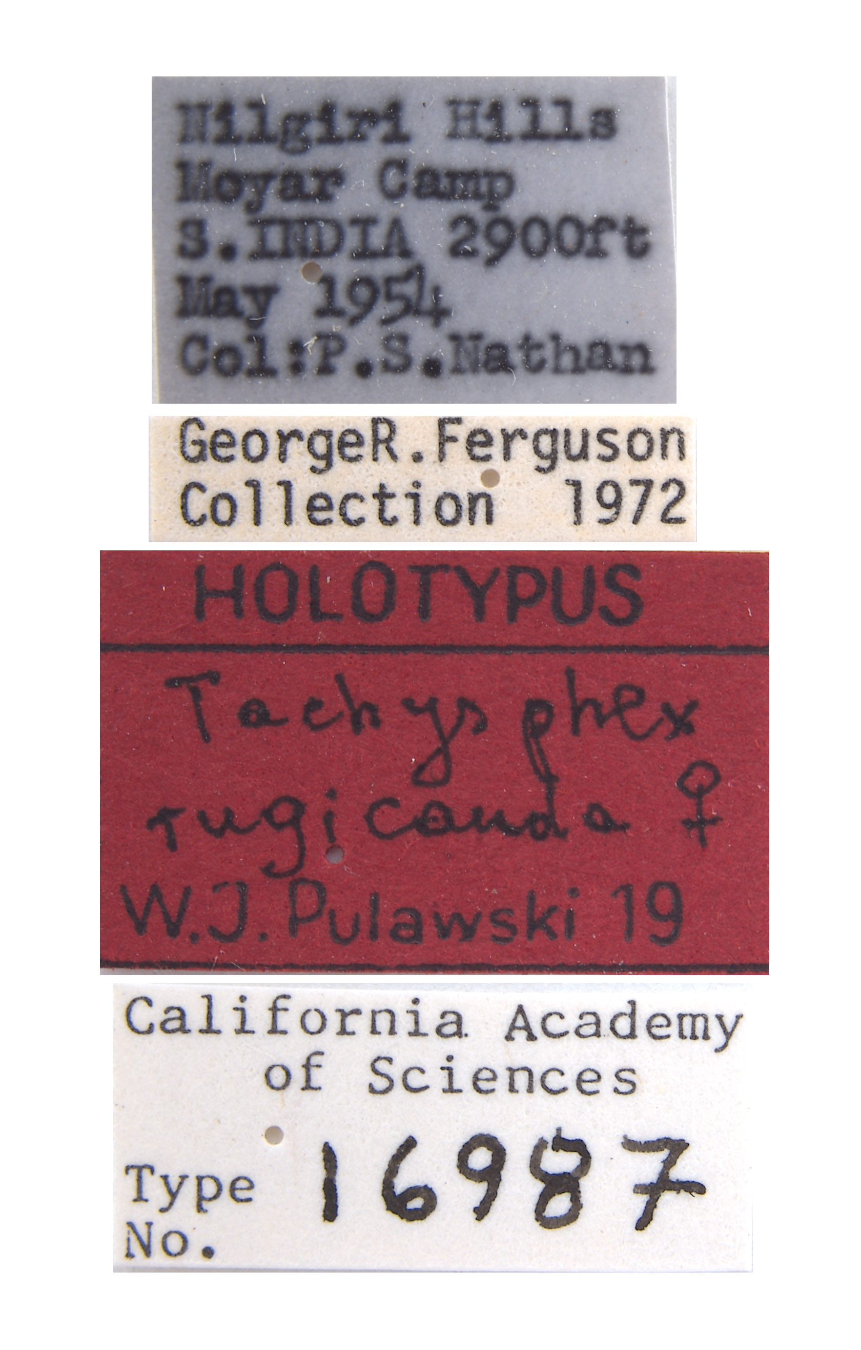 Tachysphex rugicauda image