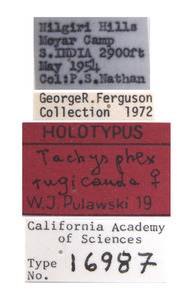 Tachysphex rugicauda image