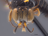 Oxybelus peruvicus image