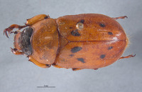 Cyclocephala letiranti image