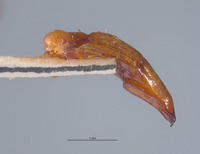 Cyclocephala letiranti image