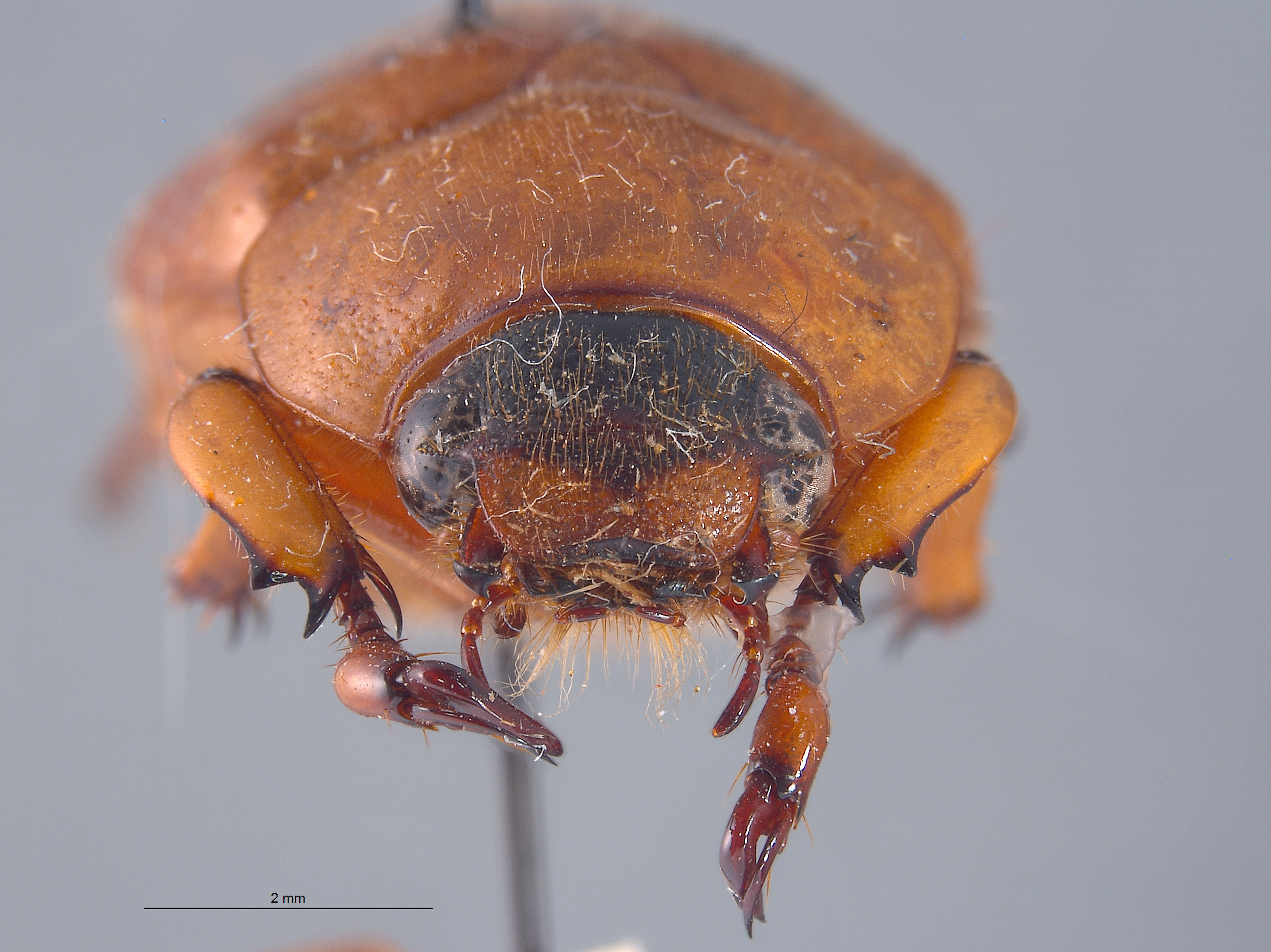 Cyclocephala image