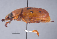 Cyclocephala letiranti image