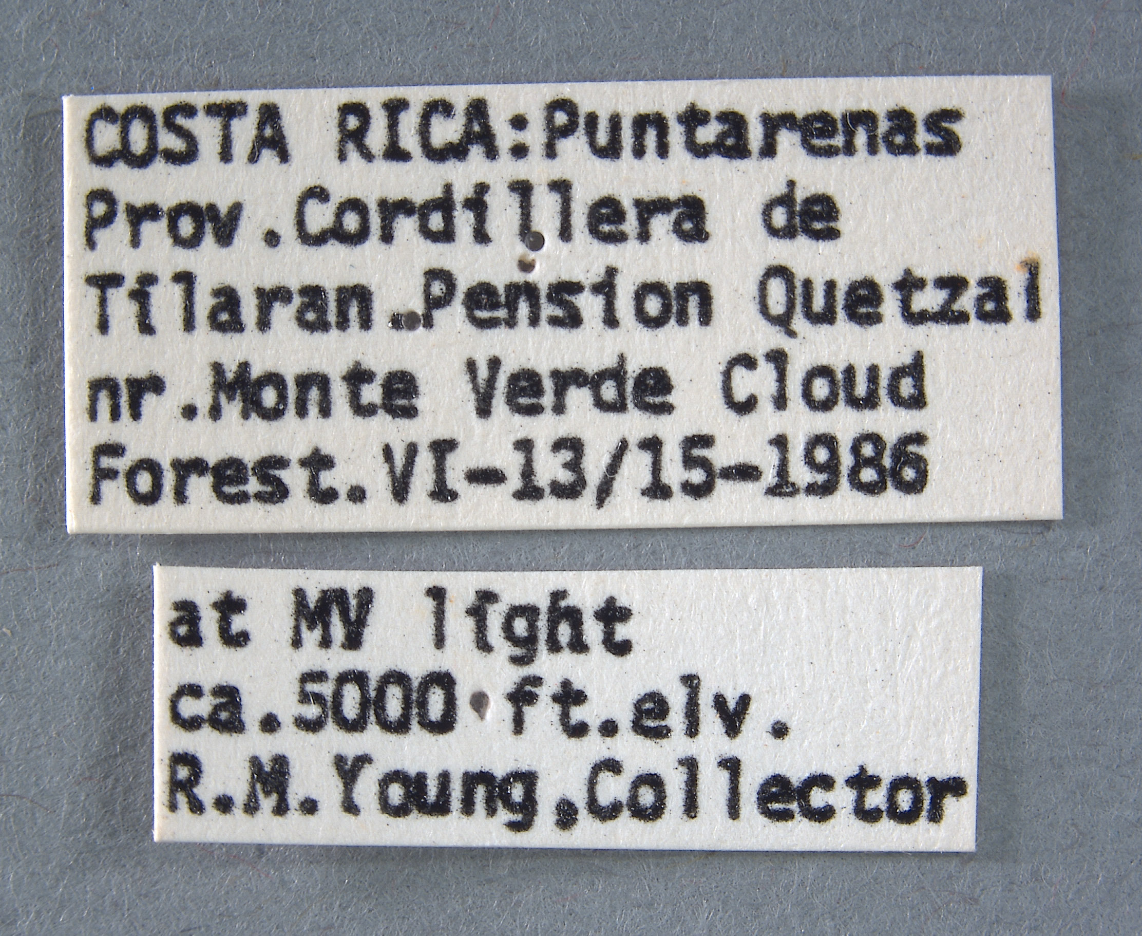 Cyclocephala letiranti image