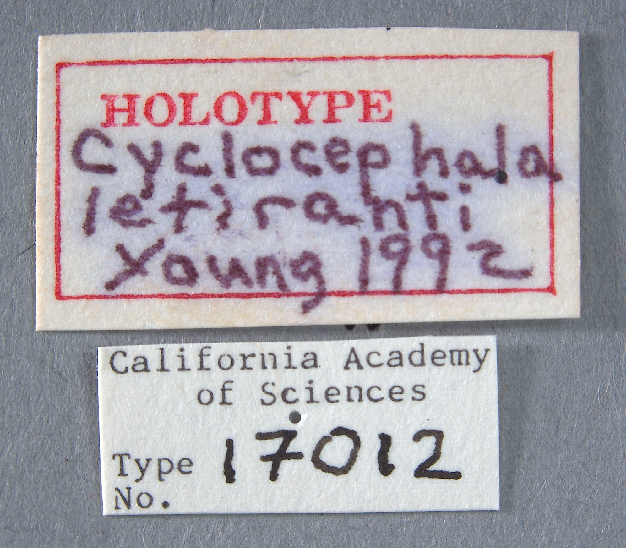 Cyclocephalini image