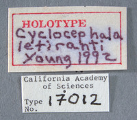 Cyclocephala letiranti image