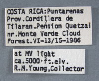 Cyclocephala letiranti image