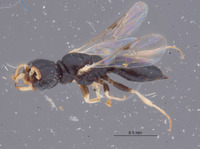 Eremiasphecium arabicum image