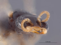 Eremiasphecium arabicum image