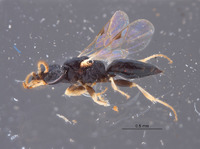 Eremiasphecium arabicum image