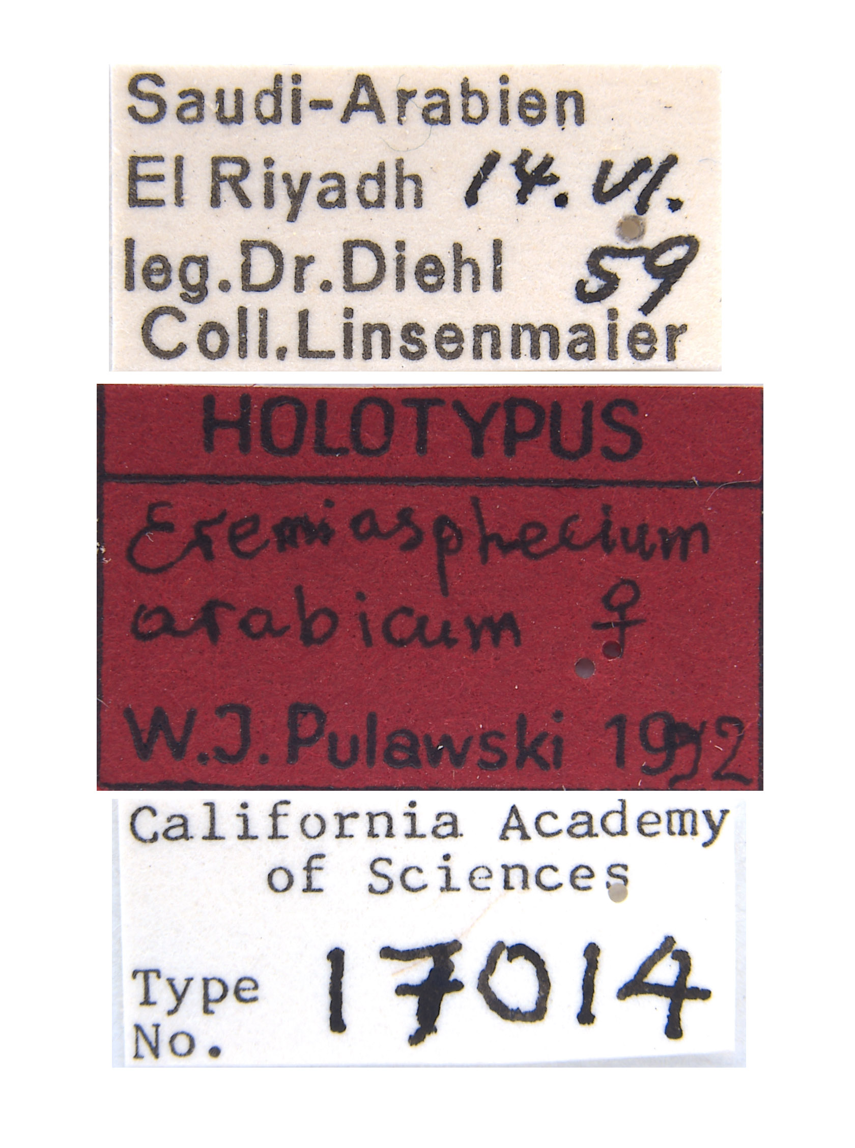 Eremiasphecium arabicum image