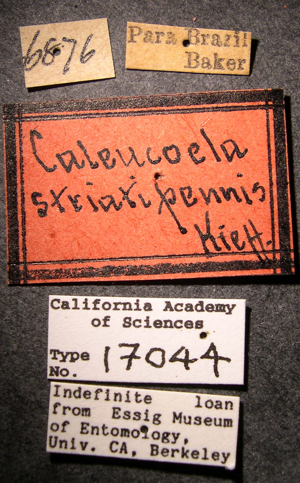 Caleucoela striatipennis image