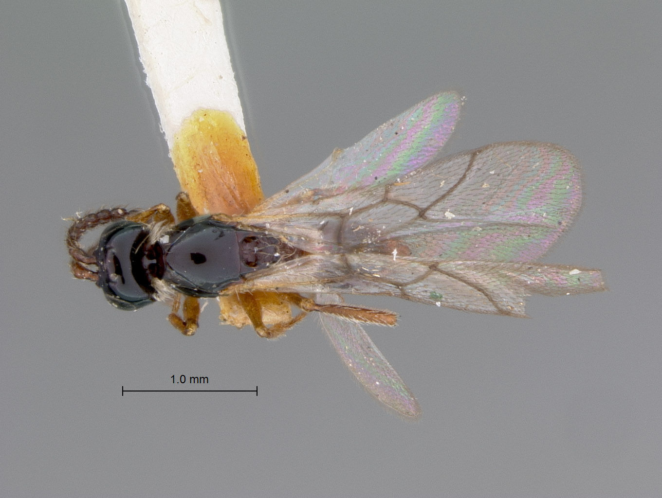 Caleucoela striatipennis image