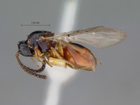 Caleucoela striatipennis image
