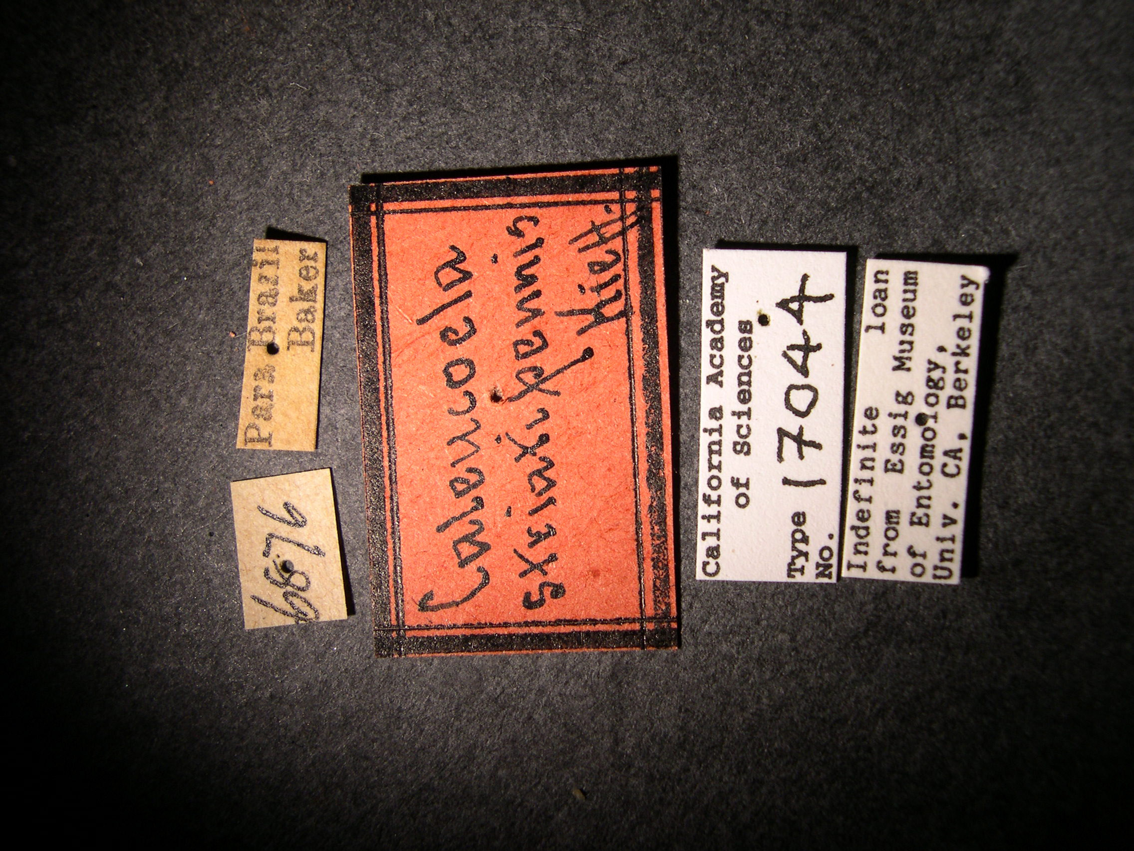 Caleucoela striatipennis image