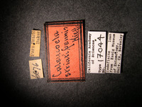 Caleucoela striatipennis image