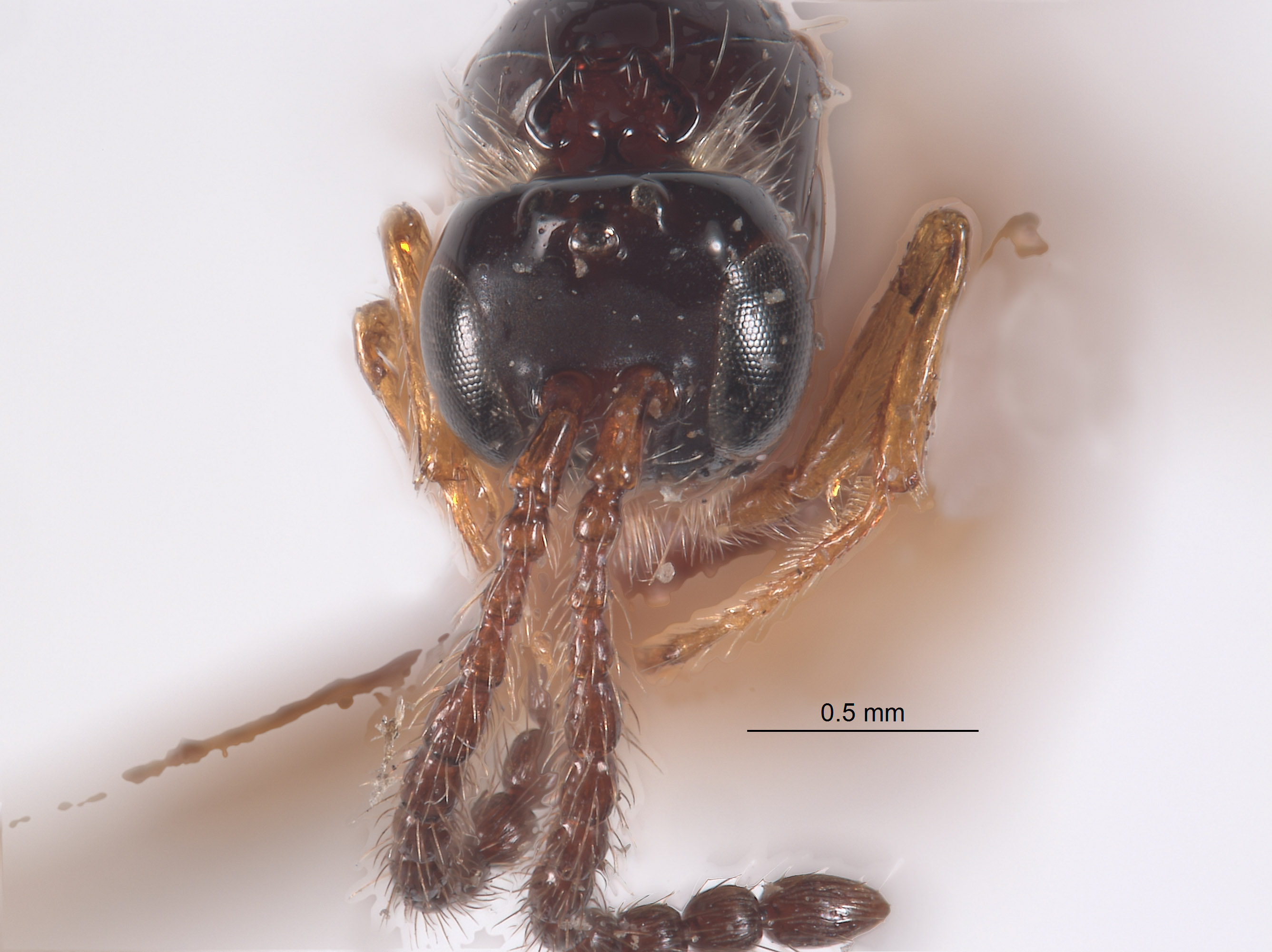Caleucoela striatipennis image