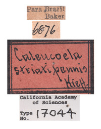 Caleucoela striatipennis image