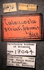 Caleucoela striatipennis image