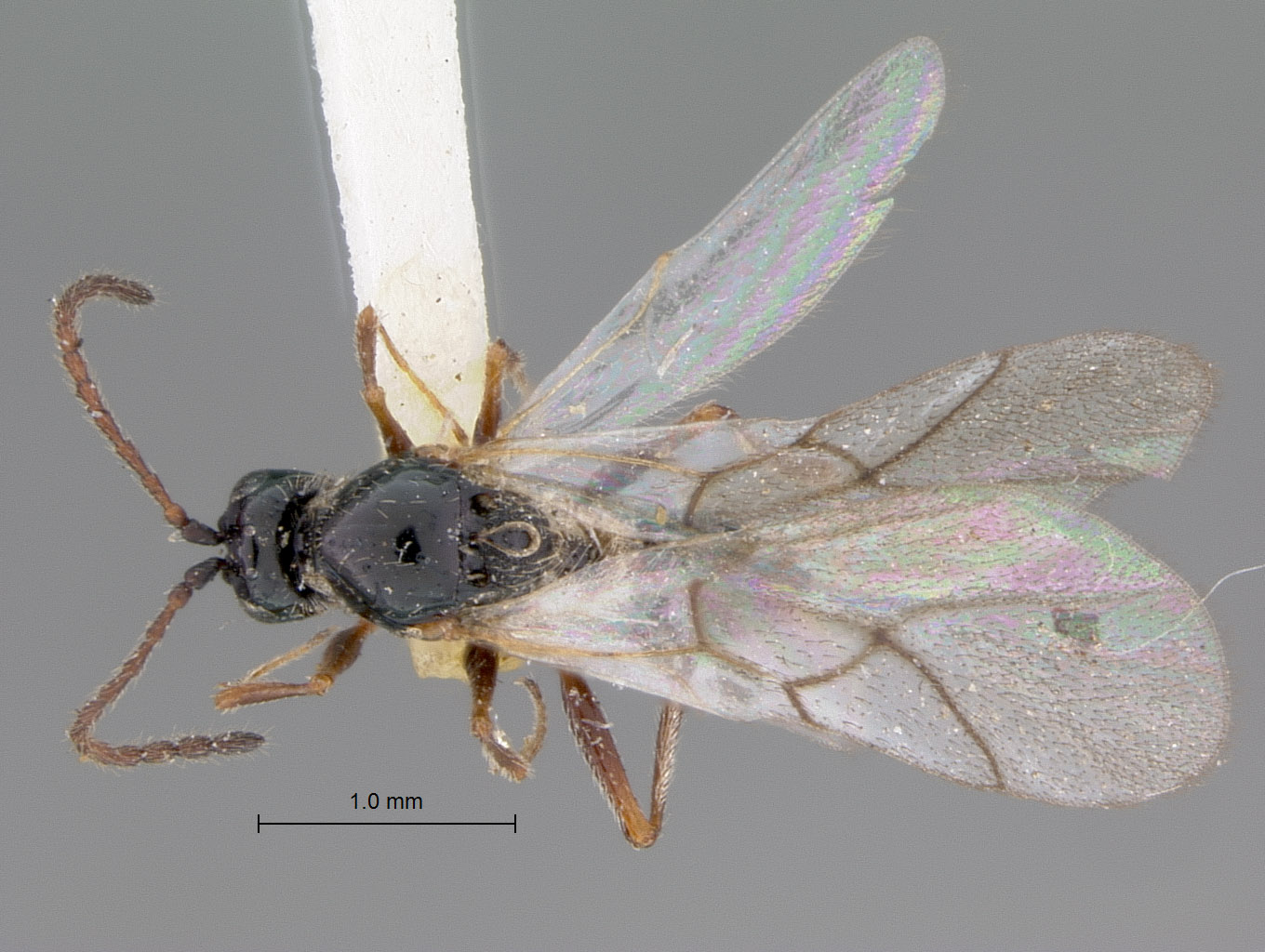 Cothonaspis clarimontis image