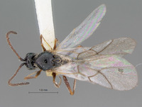 Cothonaspis clarimontis image