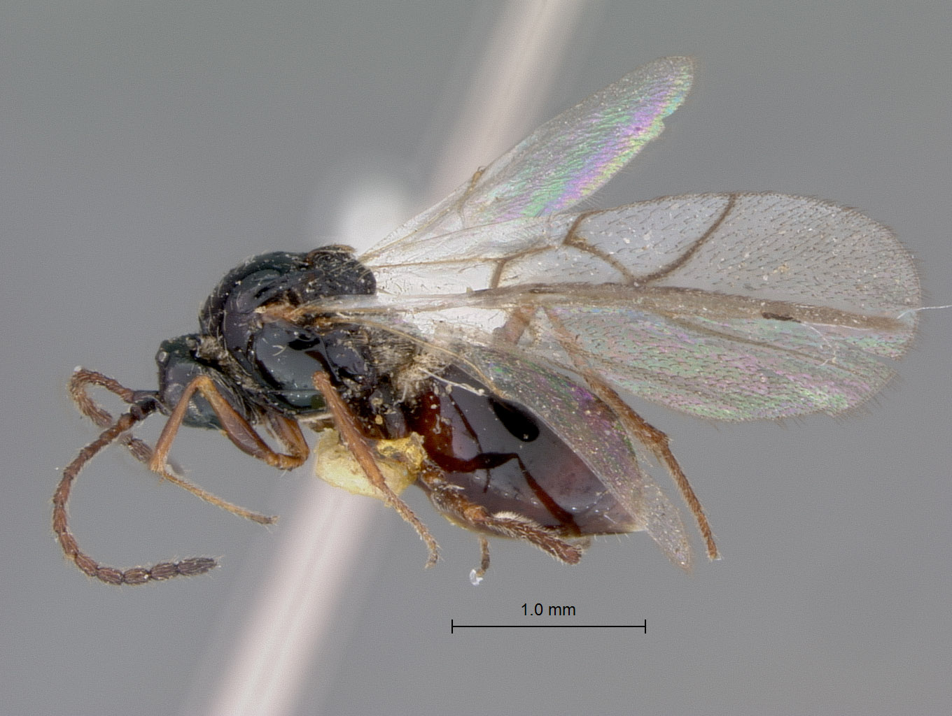 Cothonaspis clarimontis image