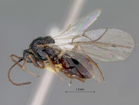 Cothonaspis clarimontis image