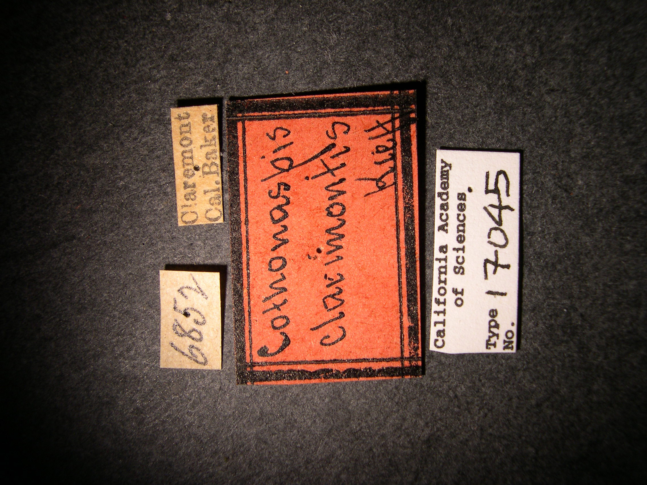 Cothonaspis clarimontis image