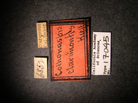 Cothonaspis clarimontis image