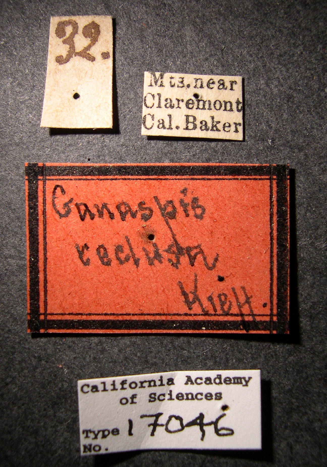 Ganaspis reclusa image