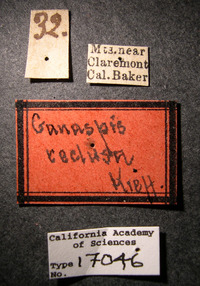 Image of Ganaspis reclusa