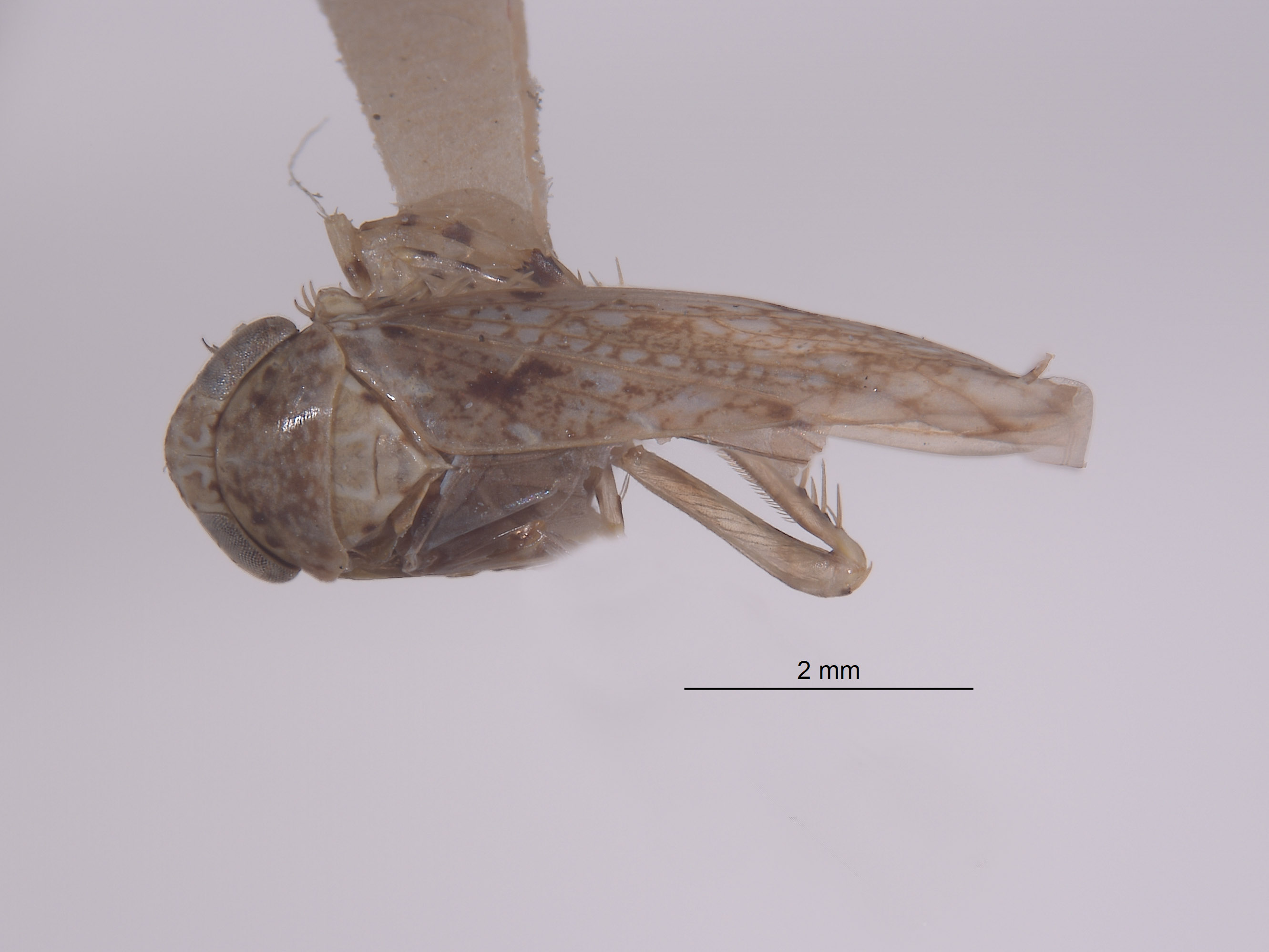 Tropicanus image