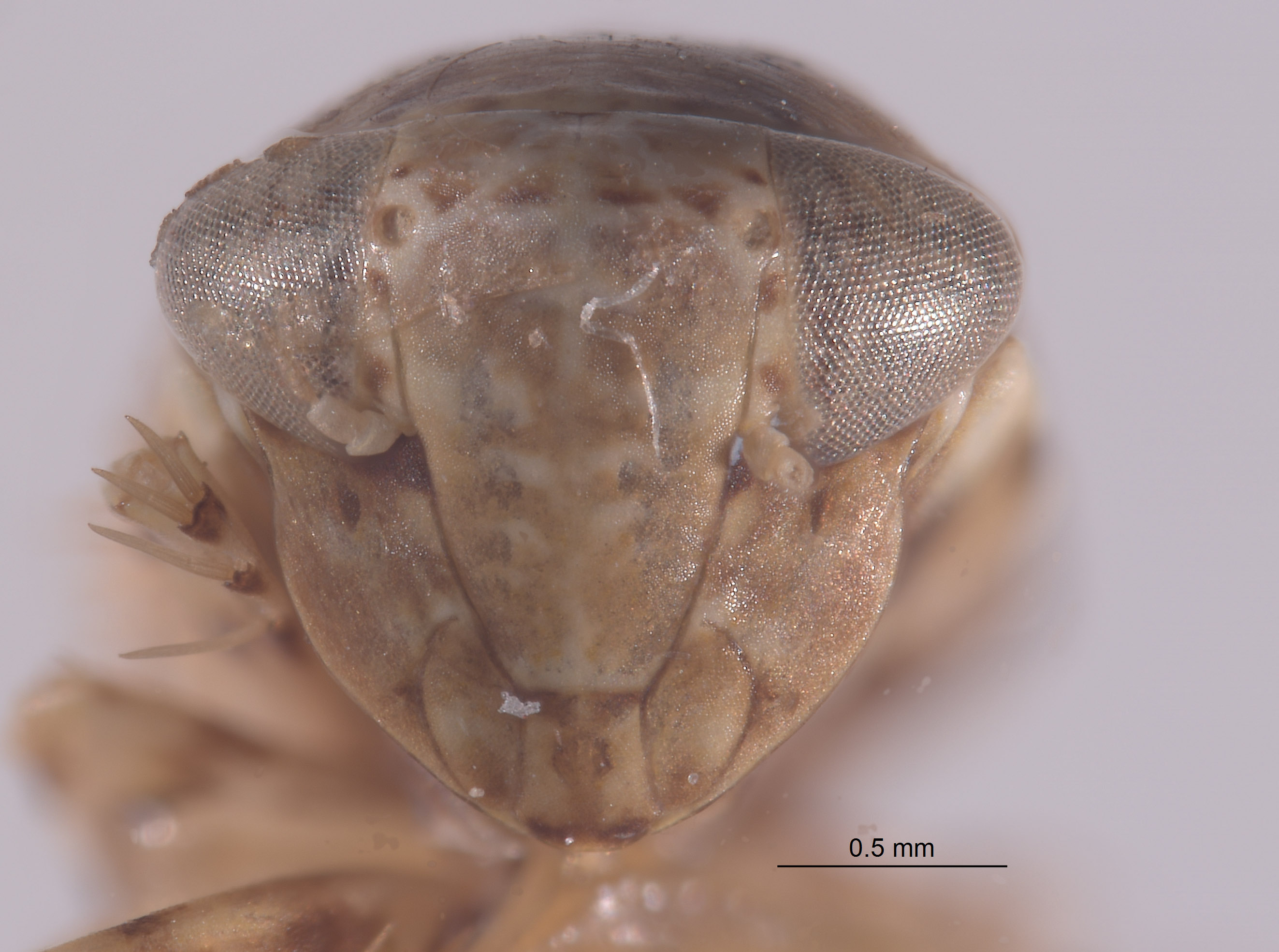 Tropicanus irroratus image