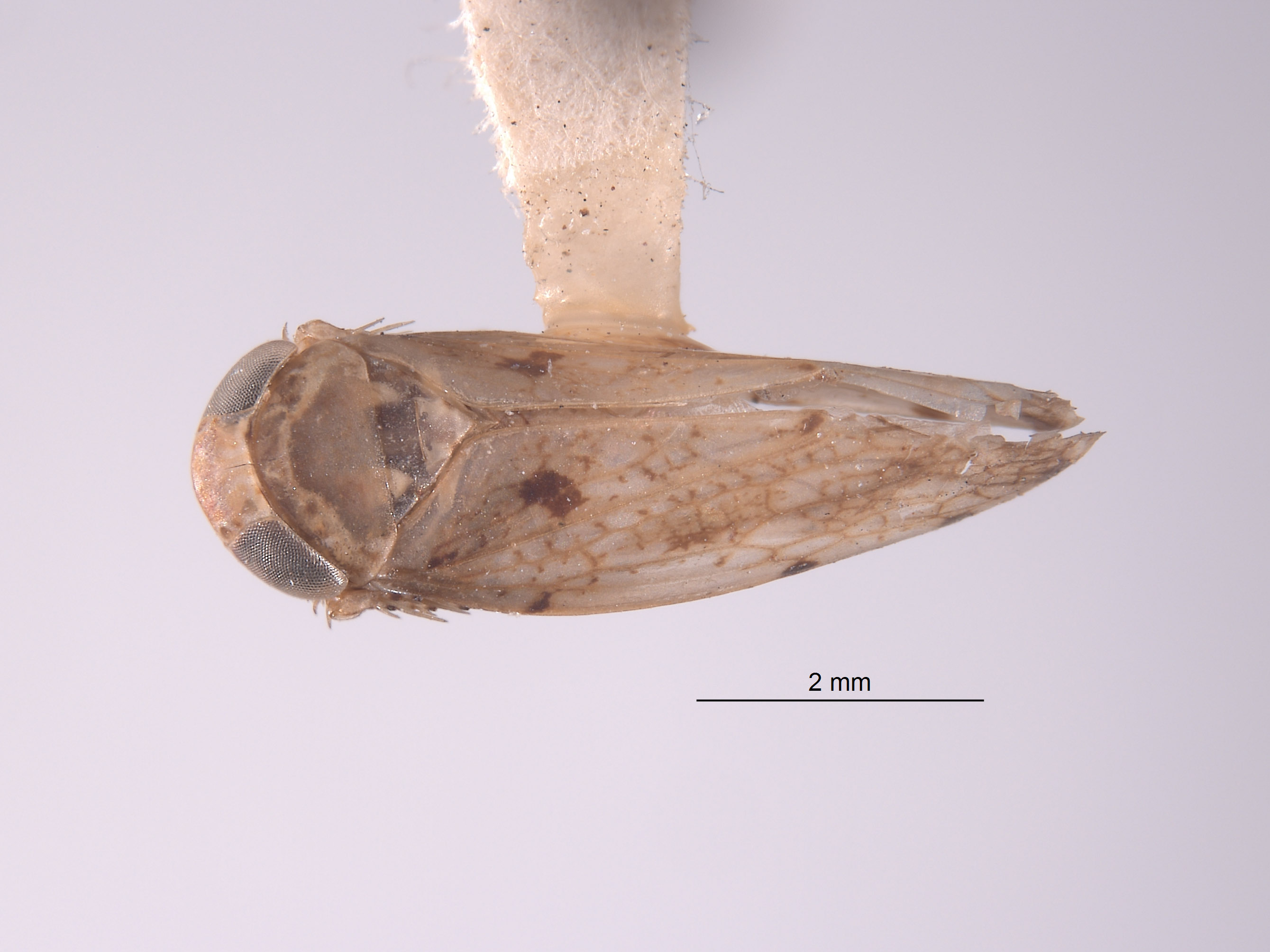 Tropicanus mexicanus image