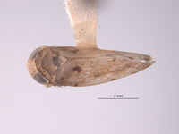 Image of Tropicanus mexicanus