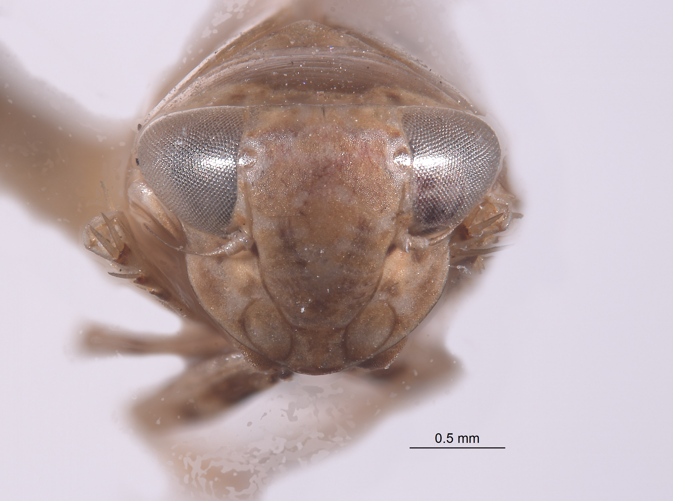 Tropicanus mexicanus image