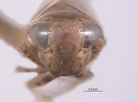 Tropicanus mexicanus image