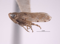 Tropicanus mexicanus image