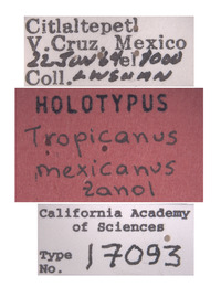 Tropicanus mexicanus image
